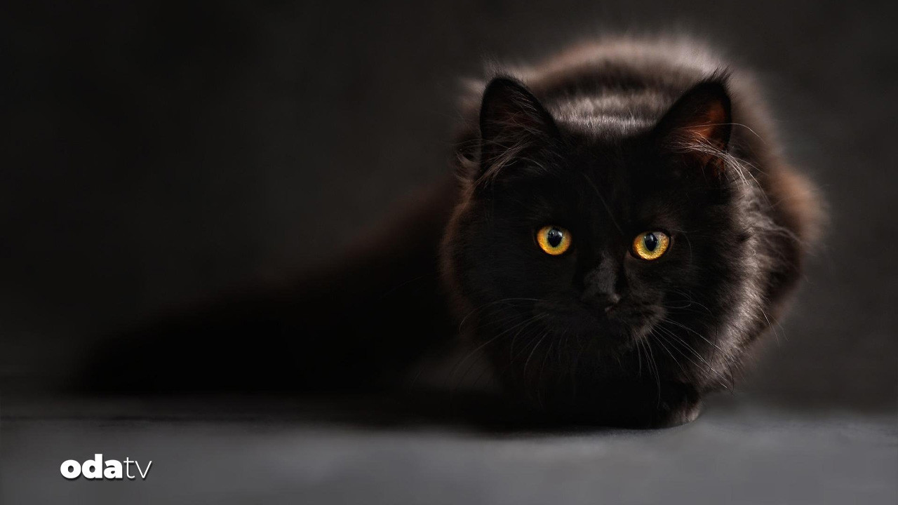 ispanyanin terrassa kentinde gecici kara kedi yasagi getirildi tn3IuDiA.jpg