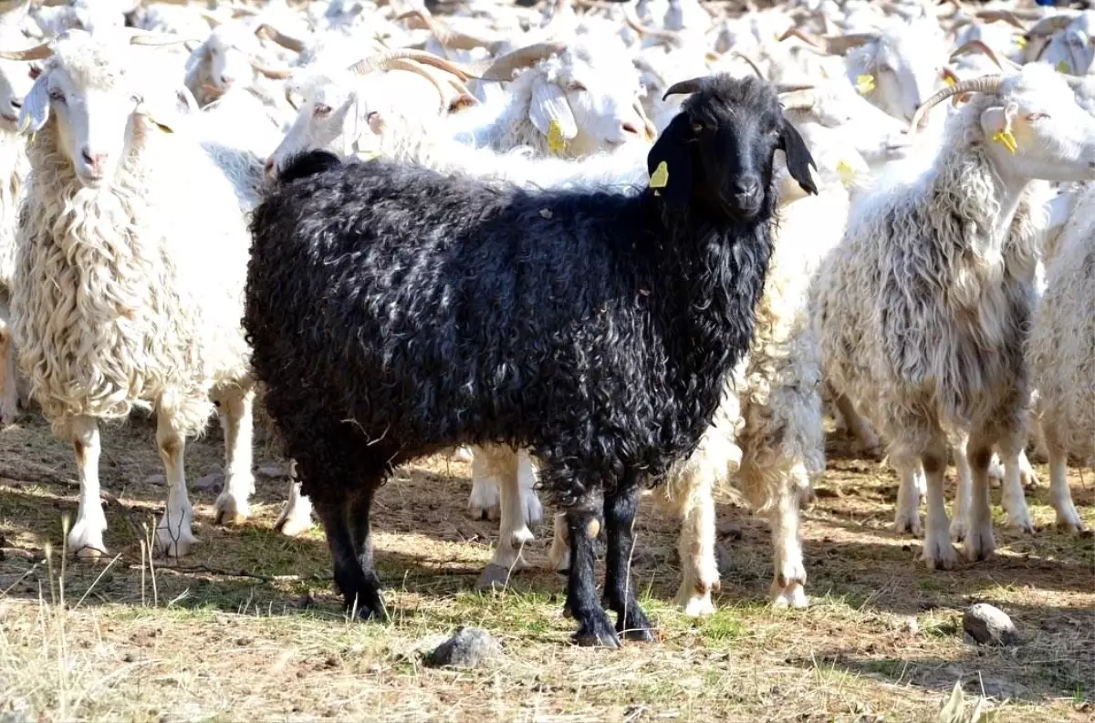 keci uretimi icin 3 milyon destek 64fPmb4E.jpg