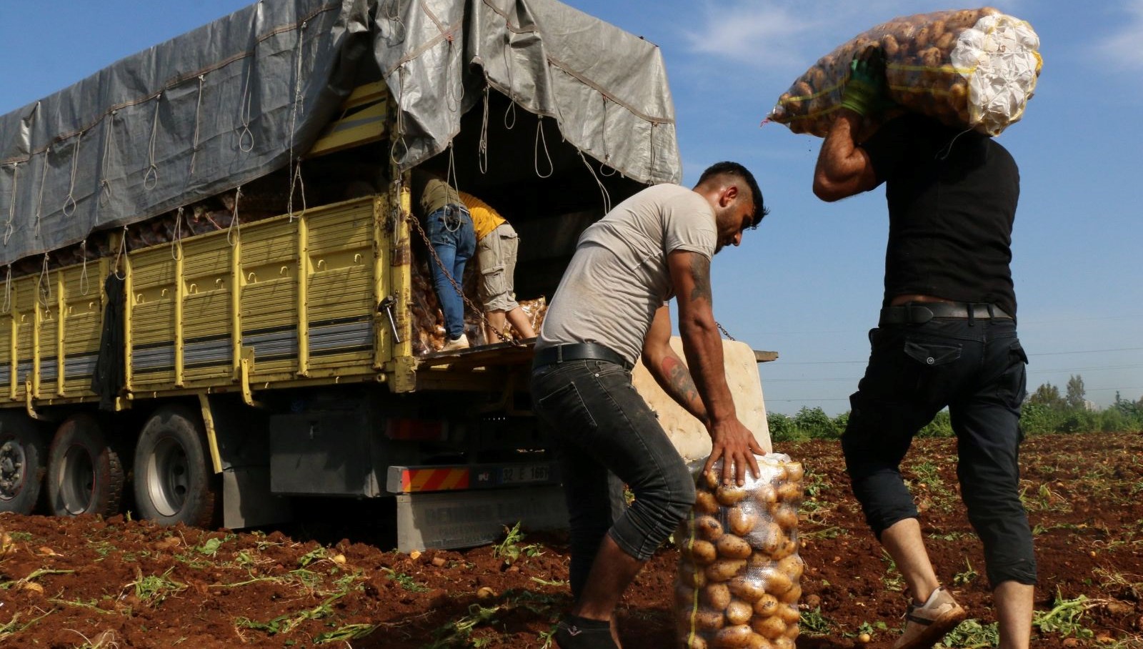 sahte sosyal medya paylasimi yuzunden bir gecede tonlarca patatesi yok oldu O1NppZw3.jpg