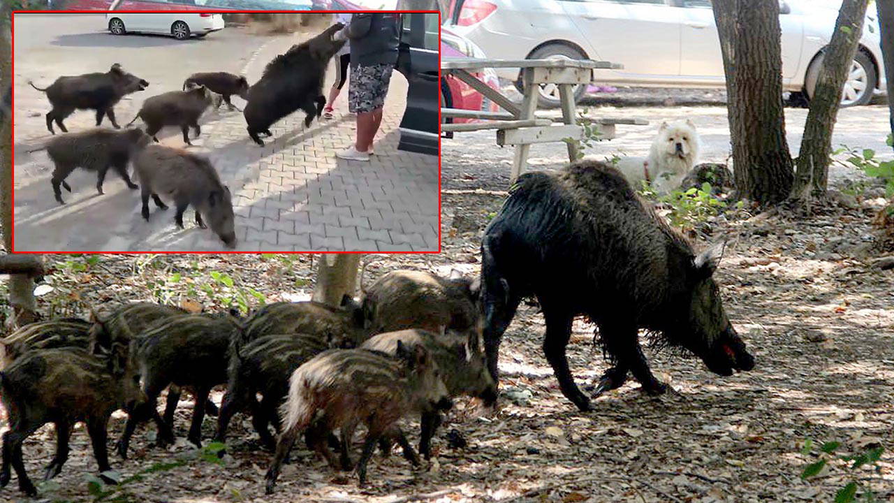 beslemeye calistigi yaban domuzu tatilcinin kolunu isirdi aD4h3mxw.jpg