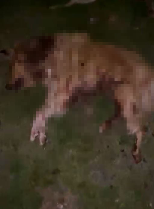 Samsun’da 9 köpek tabanca ile vurularak öldürüldü: Valilik açıklama yaptı