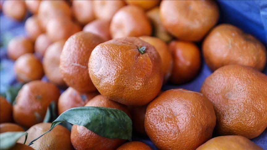 Türkiye’nin mandalina ihracatı 375 milyon dolara yükseldi