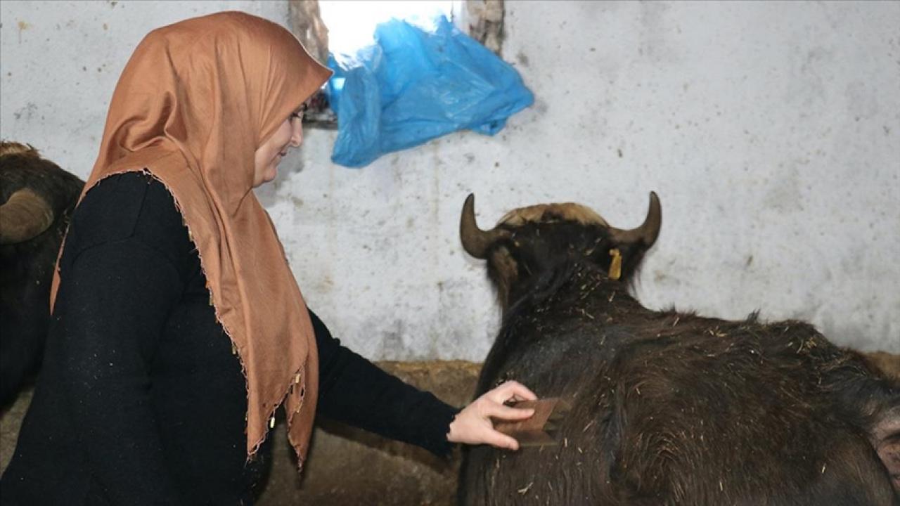 Gelin gittiği Ağrı’da besicilikte örnek oluyor