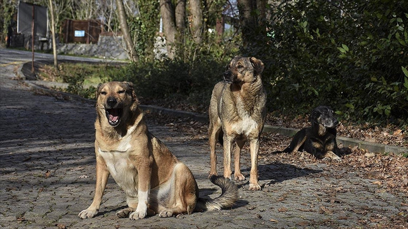 Bakan Çiftçi, Türkiye’deki Sokak Köpeklerinin Toplanma Oranlarını Açıkladı