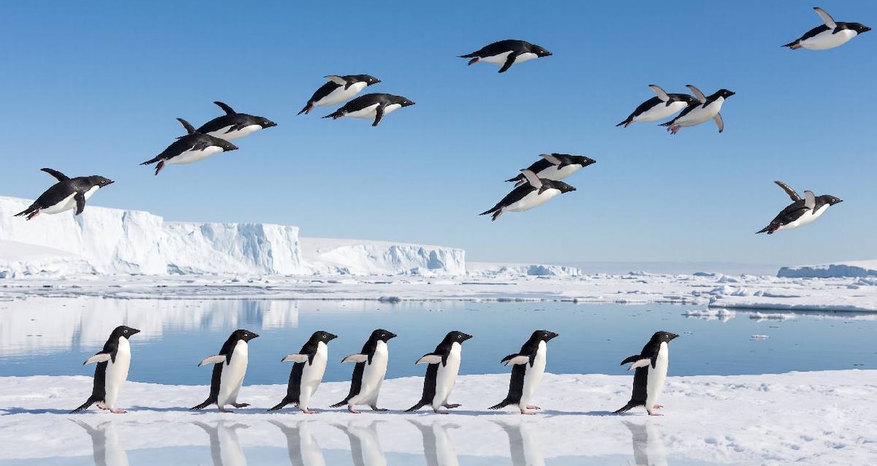 Ucan penguenlerin yasadigi kayip dunya bulundu IKr5abFF
